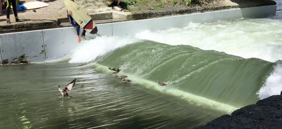 Ducks Surfing At Flosslaende Video Of The Week