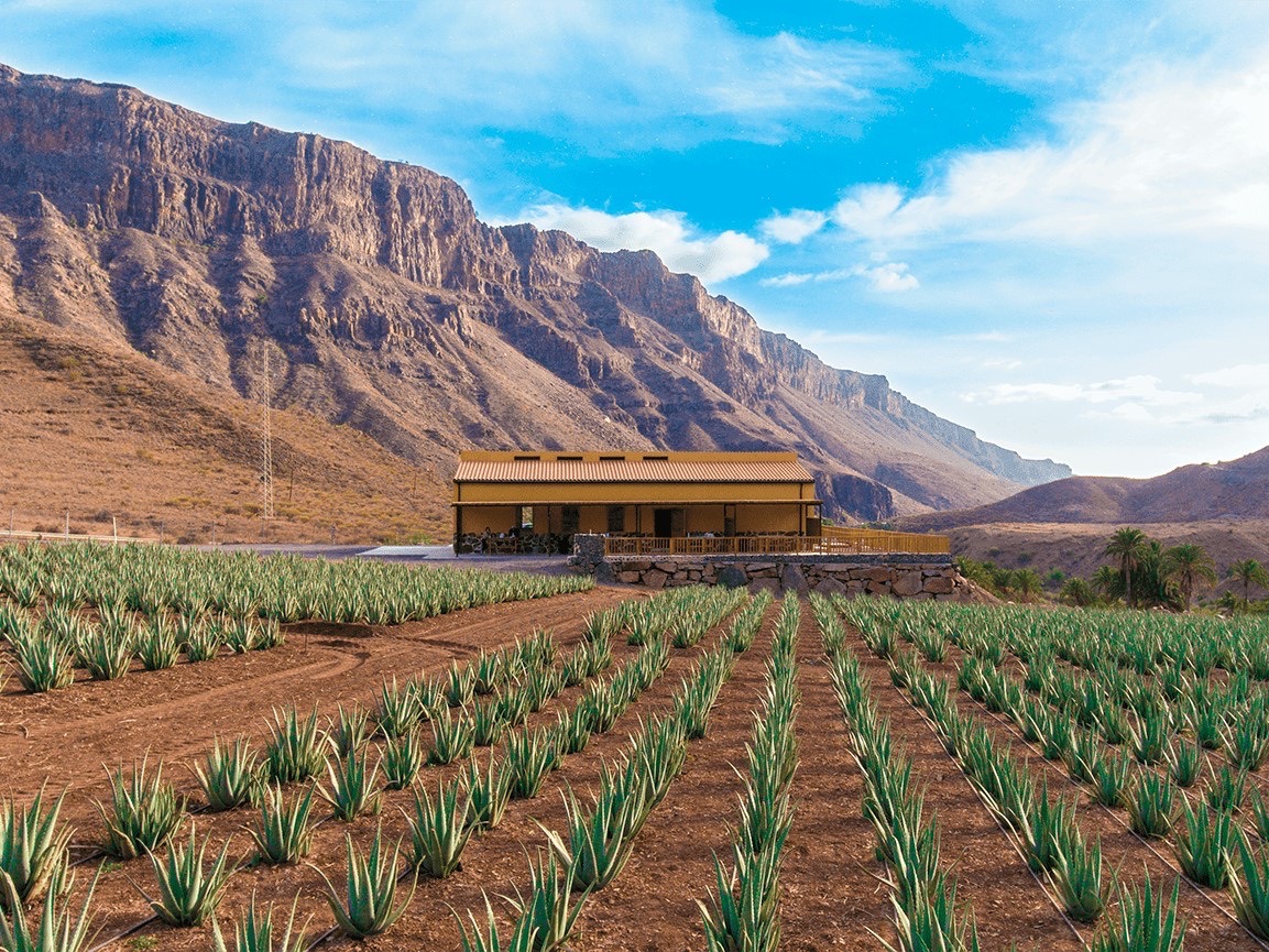 Gran Canaria Finca Canarias Aloe Vera In Fataga