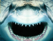 Shark Tracker Mary Lee Tumb