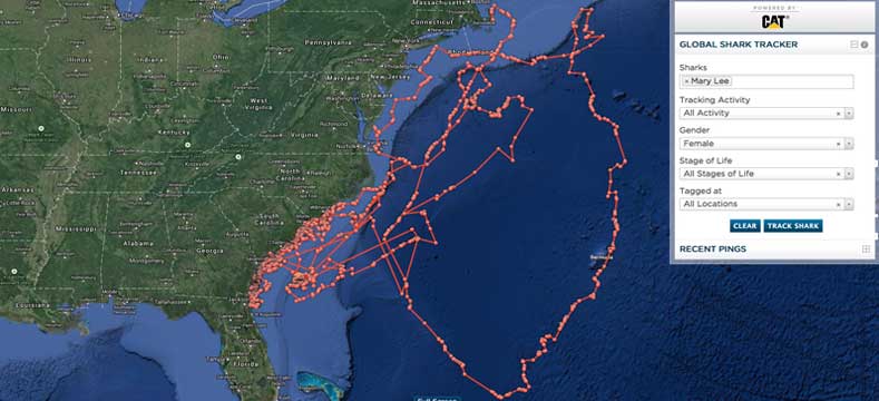 shark-tracker-mary-lee