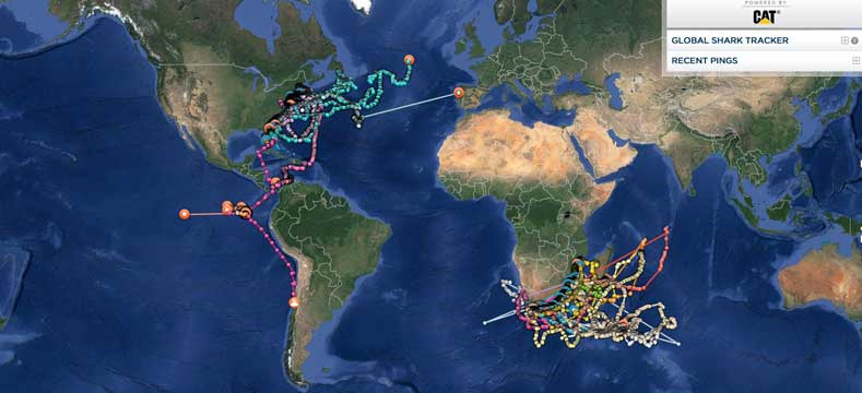 shark-tracker-world